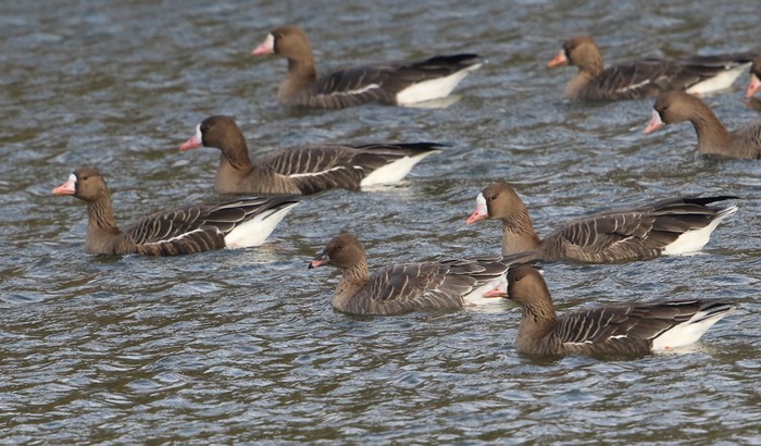 Russian White-fronted Goose