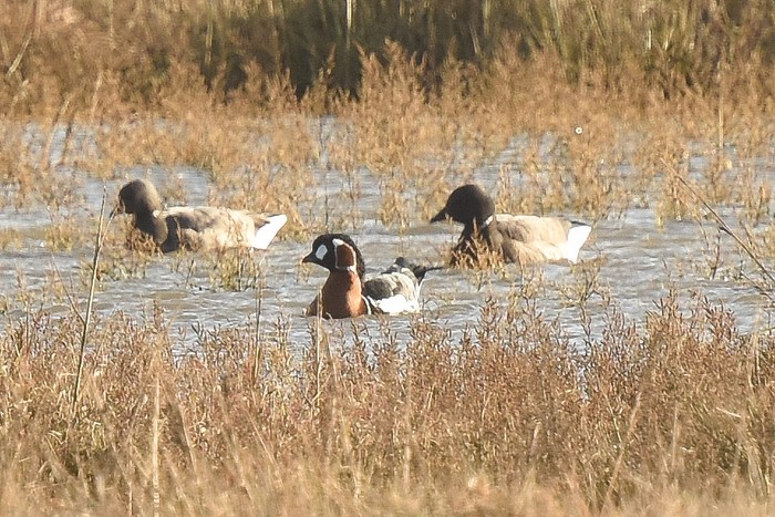 Red-breasted Goose