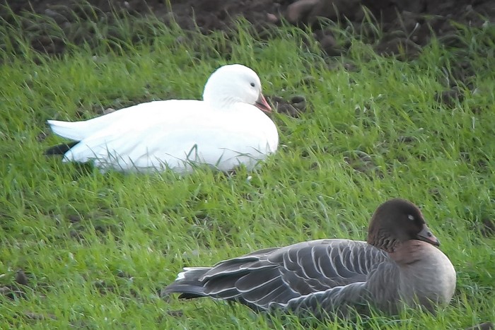 Ross's Goose