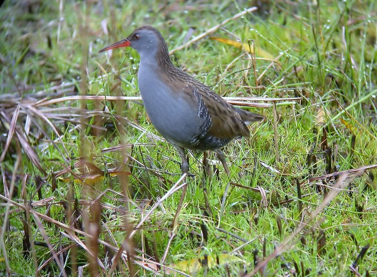 Water Rail