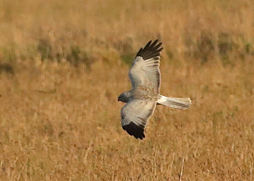 Hen Harrier
