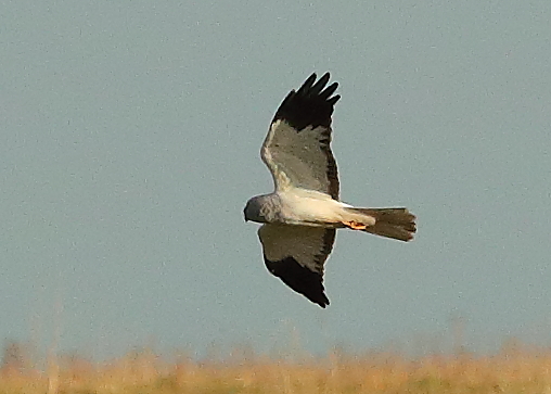 Hen Harrier