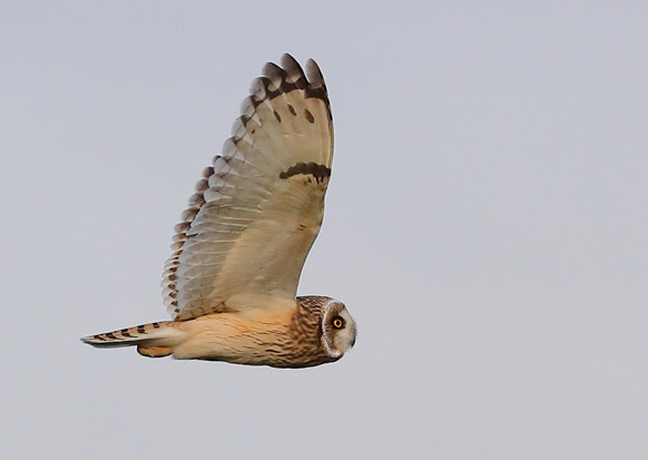 Short-eared Owl