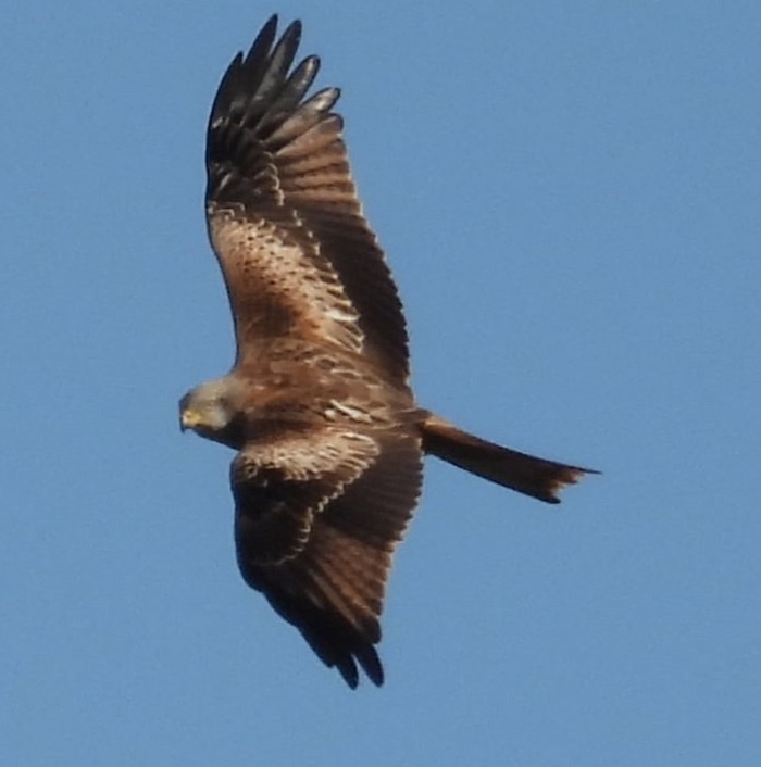 Red Kite