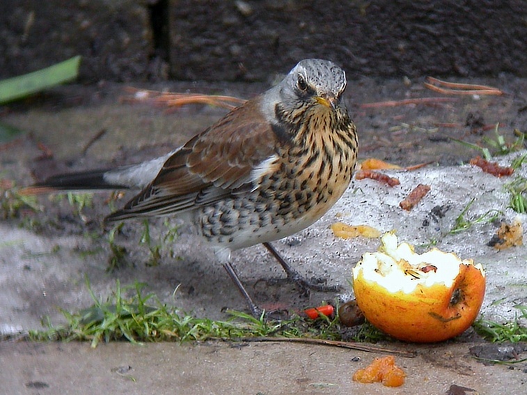 Fieldfare