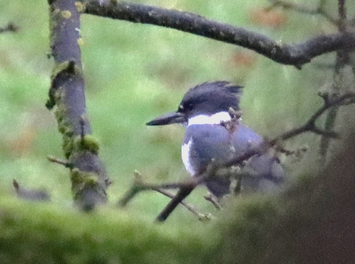 Belted Kingfisher