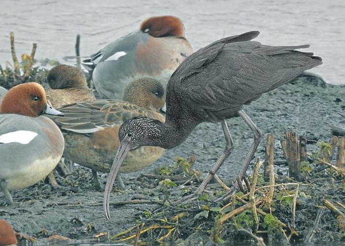 Glossy Ibis