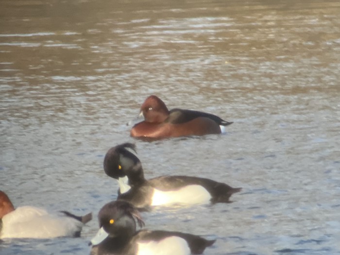 Ferruginous Duck