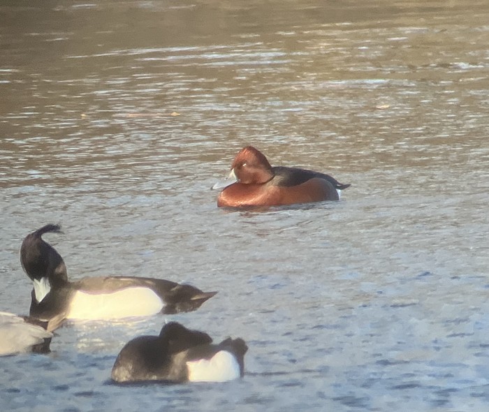 Ferruginous Duck