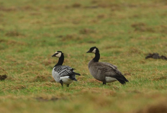 Cackling Goose
