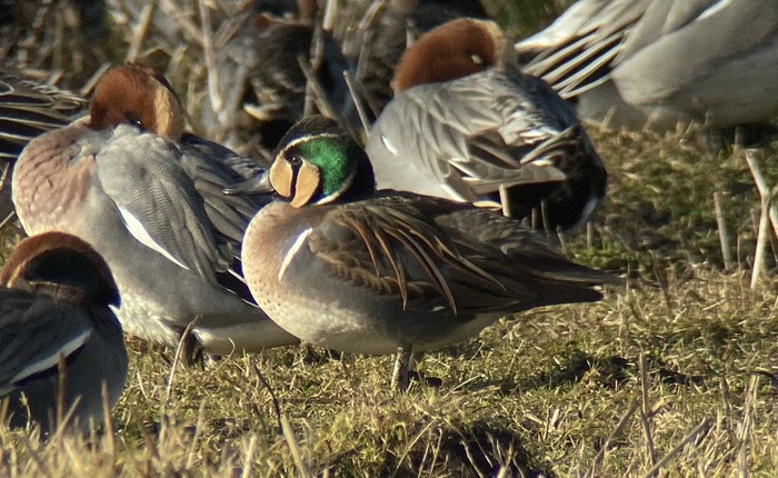 Baikal Teal