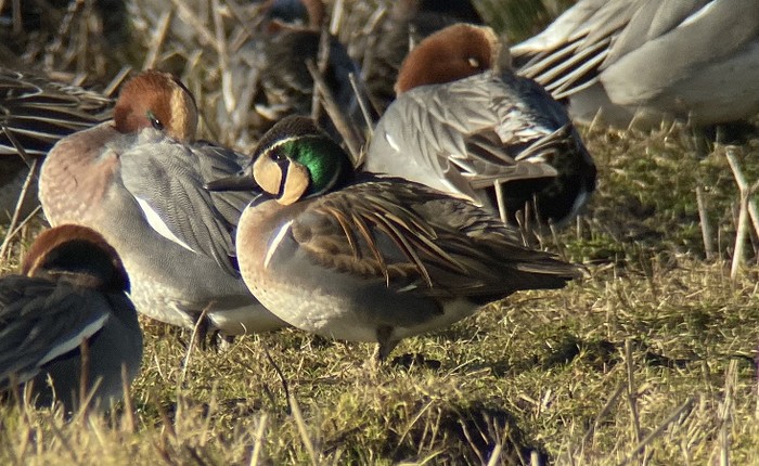 Baikal Teal