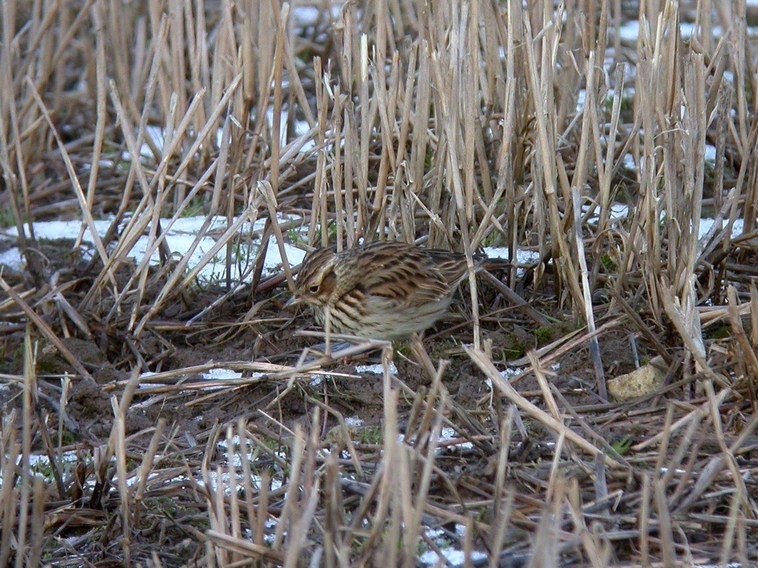 Woodlark