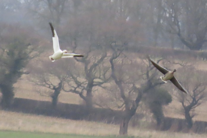 Greater Snow Goose