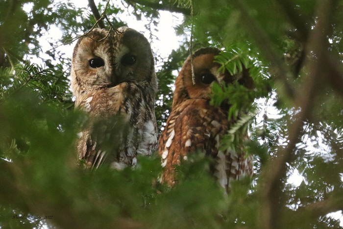 Tawny Owl