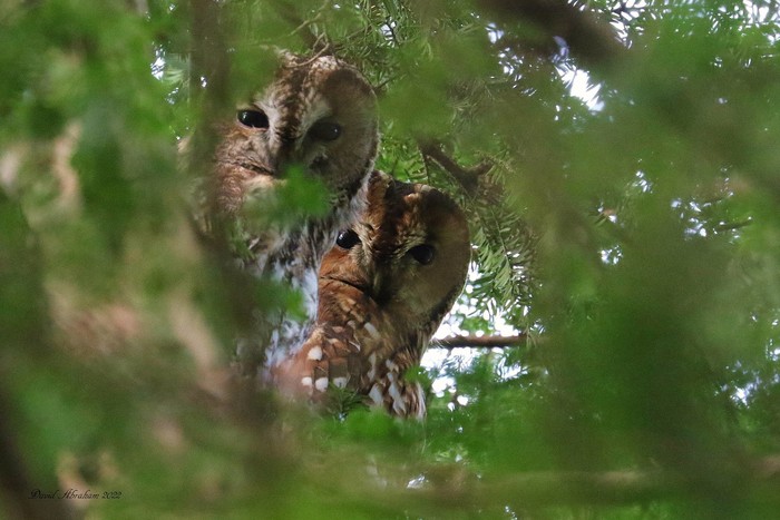 Tawny Owl