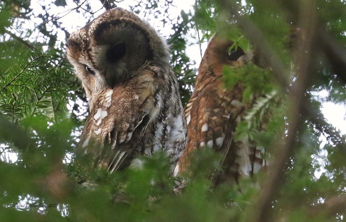 Tawny Owl 