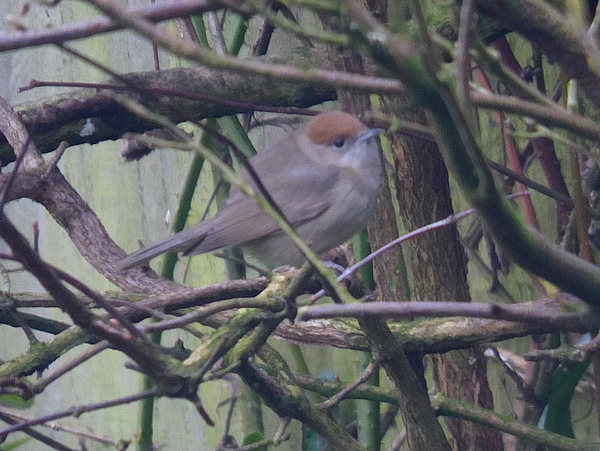 Blackcap