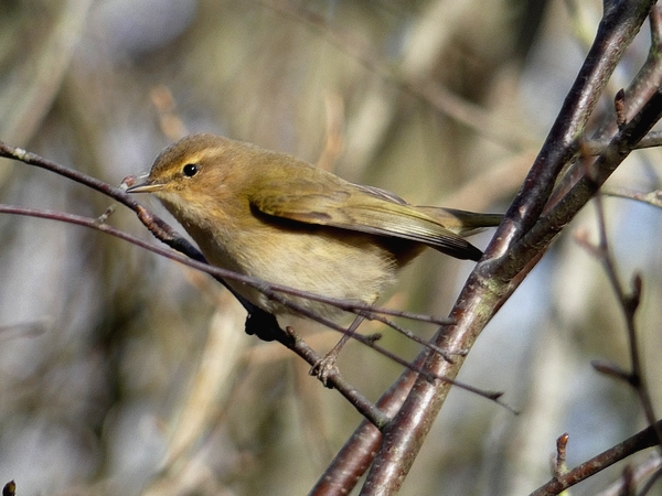 Chiffchaff