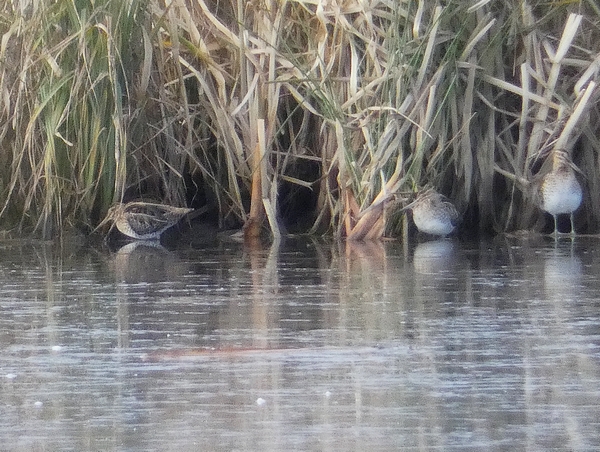 Snipe
