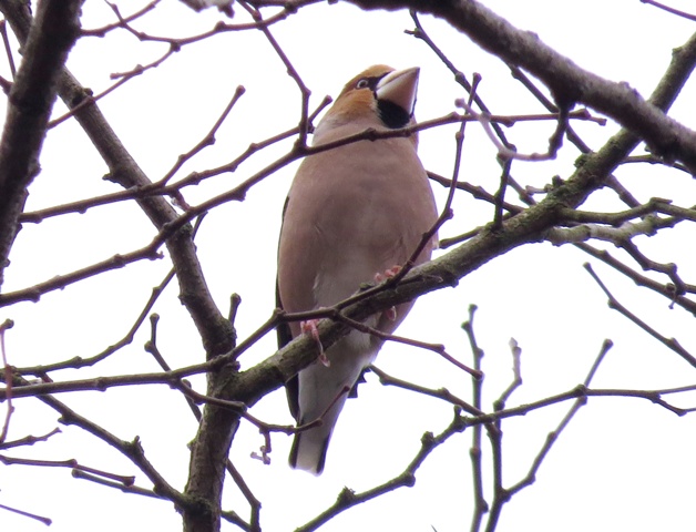 Hawfinch
