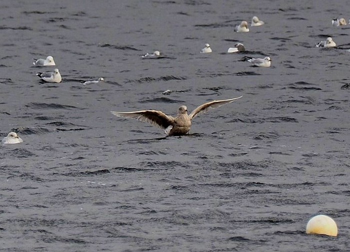 Iceland Gull