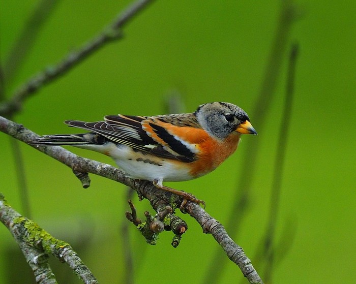 Brambling