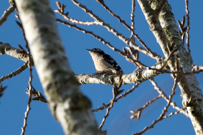 Lesser Spotted Woodpecker