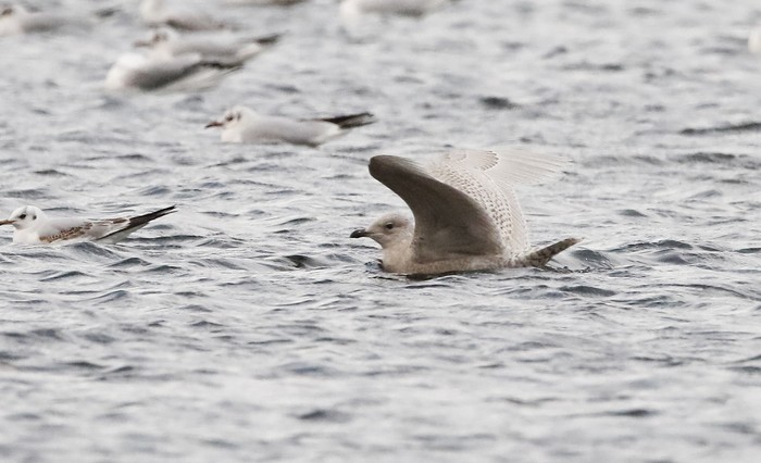 Iceland Gull