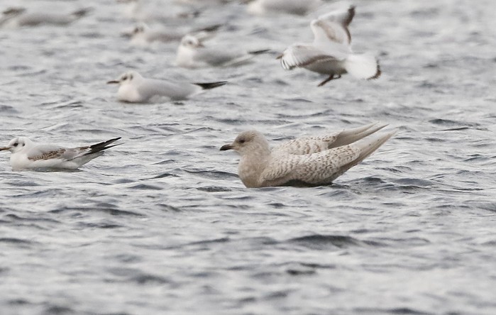 Iceland Gull