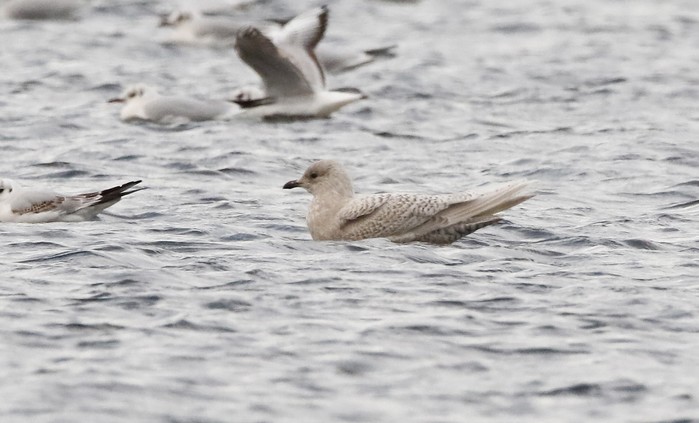 Iceland Gull