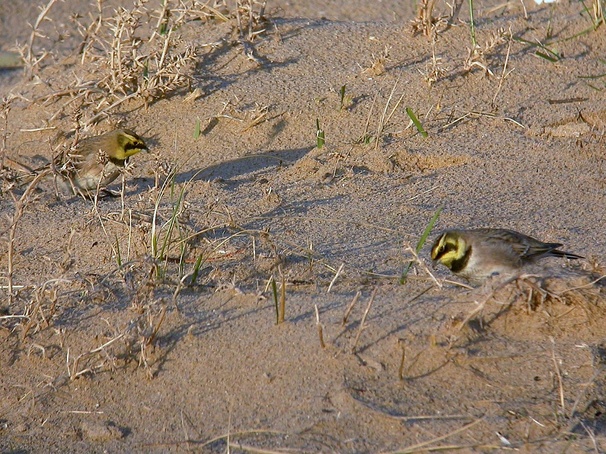 Shorelark