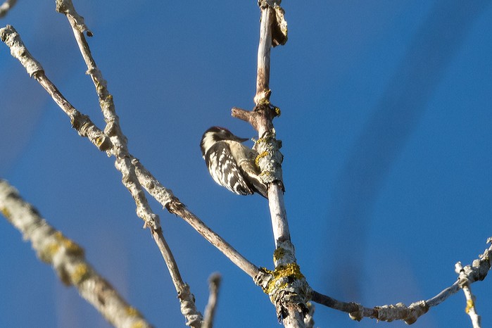 Lesser Spotted Woodpecker