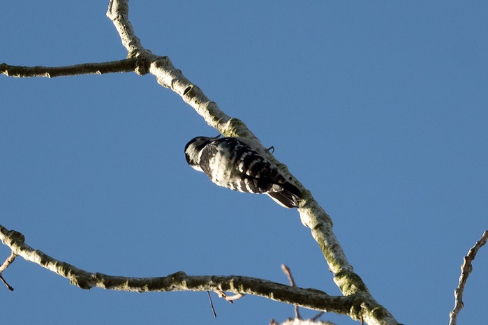 Lesser Spotted Woodpecker