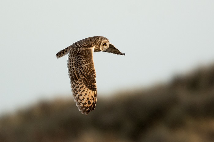 Short-eared Owl