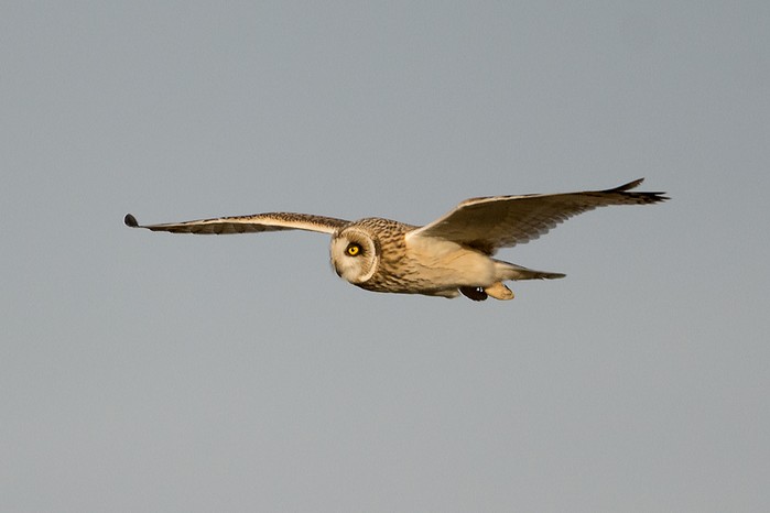 Short-eared Owl