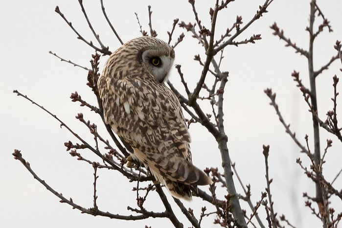 Short-eared Owl