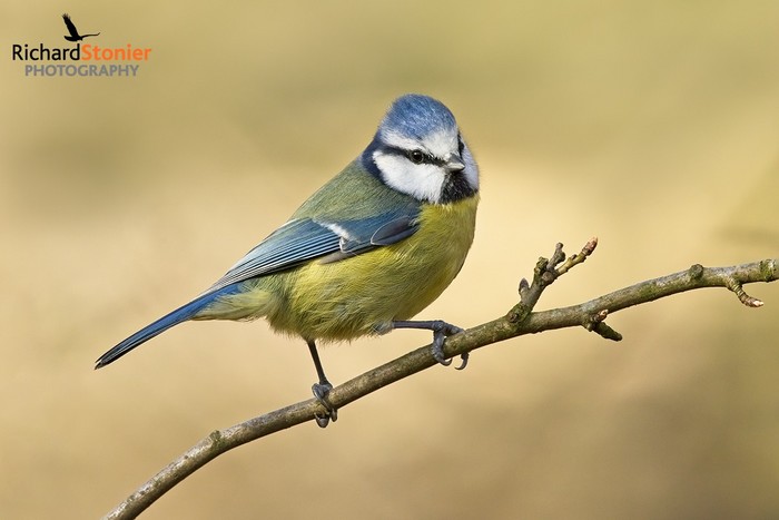 Blue Tit