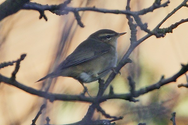Dusky Warbler