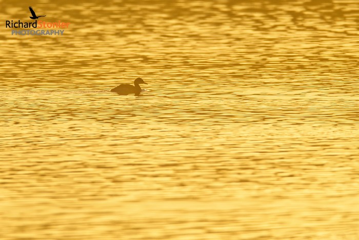 Red-necked Grebe