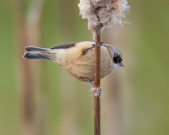 Penduline Tit