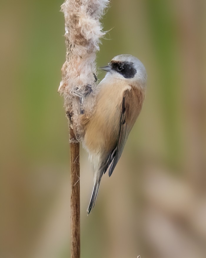 Penduline Tit