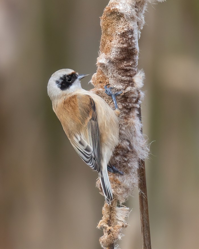 Penduline Tit