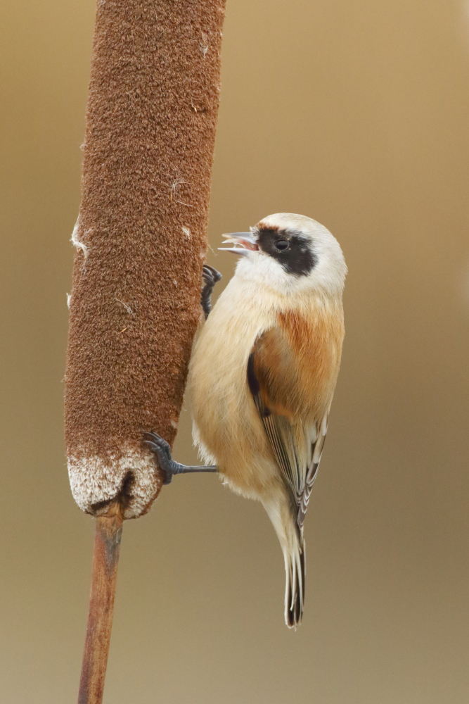 Penduline Tit