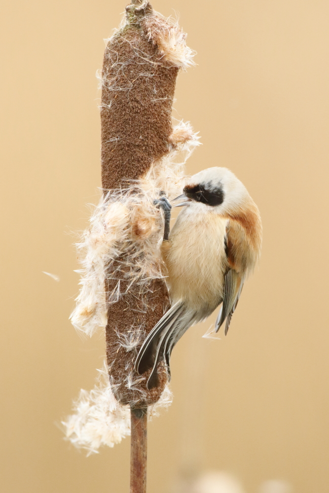 Penduline Tit