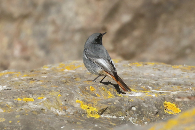 Black Redstart