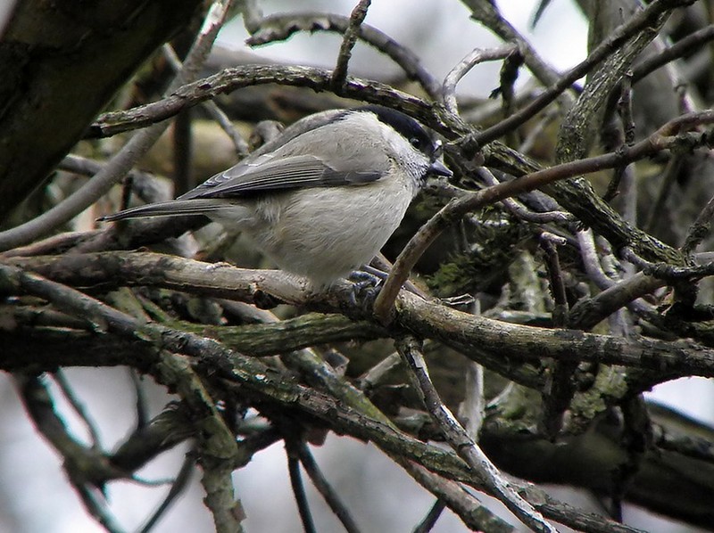 Marsh Tit