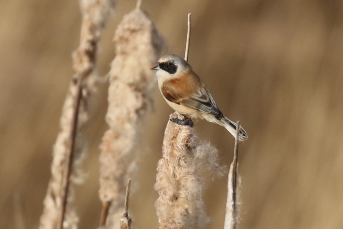 Penduline Tit