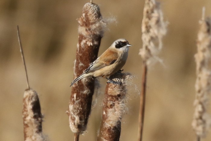 Penduline Tit