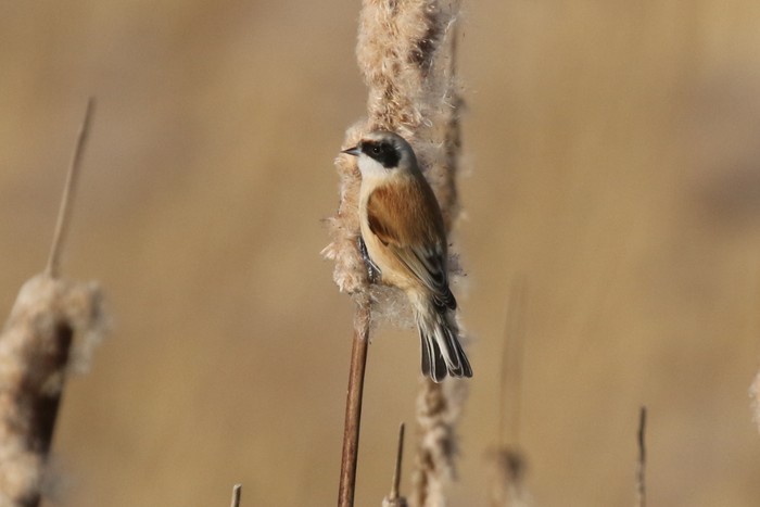 Penduline Tit